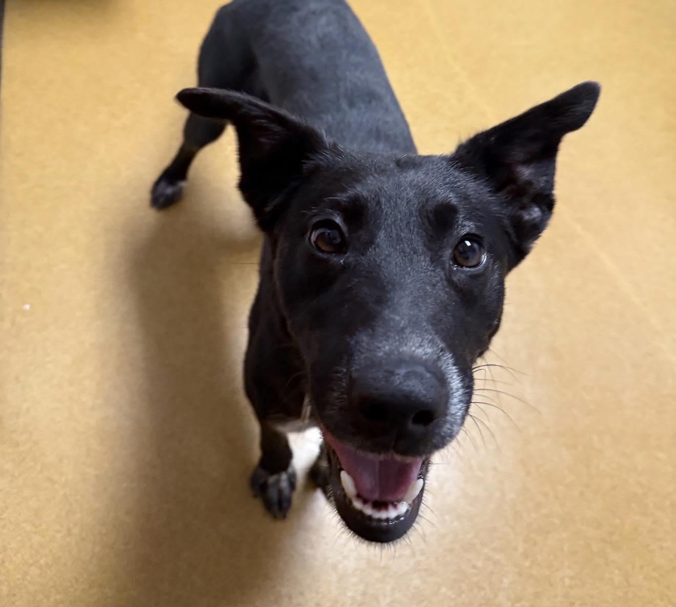 Shamrock thumbnail 4