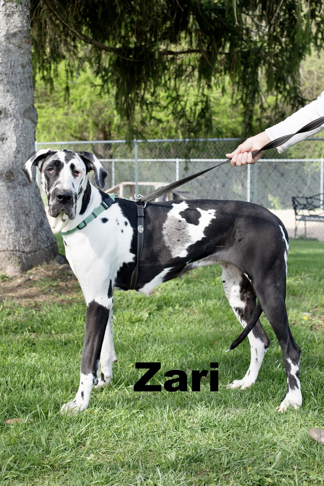 Zari