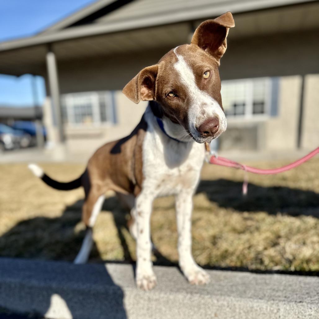Dory, a Adoptable Mixed Breed in Bend, OR image 1/6