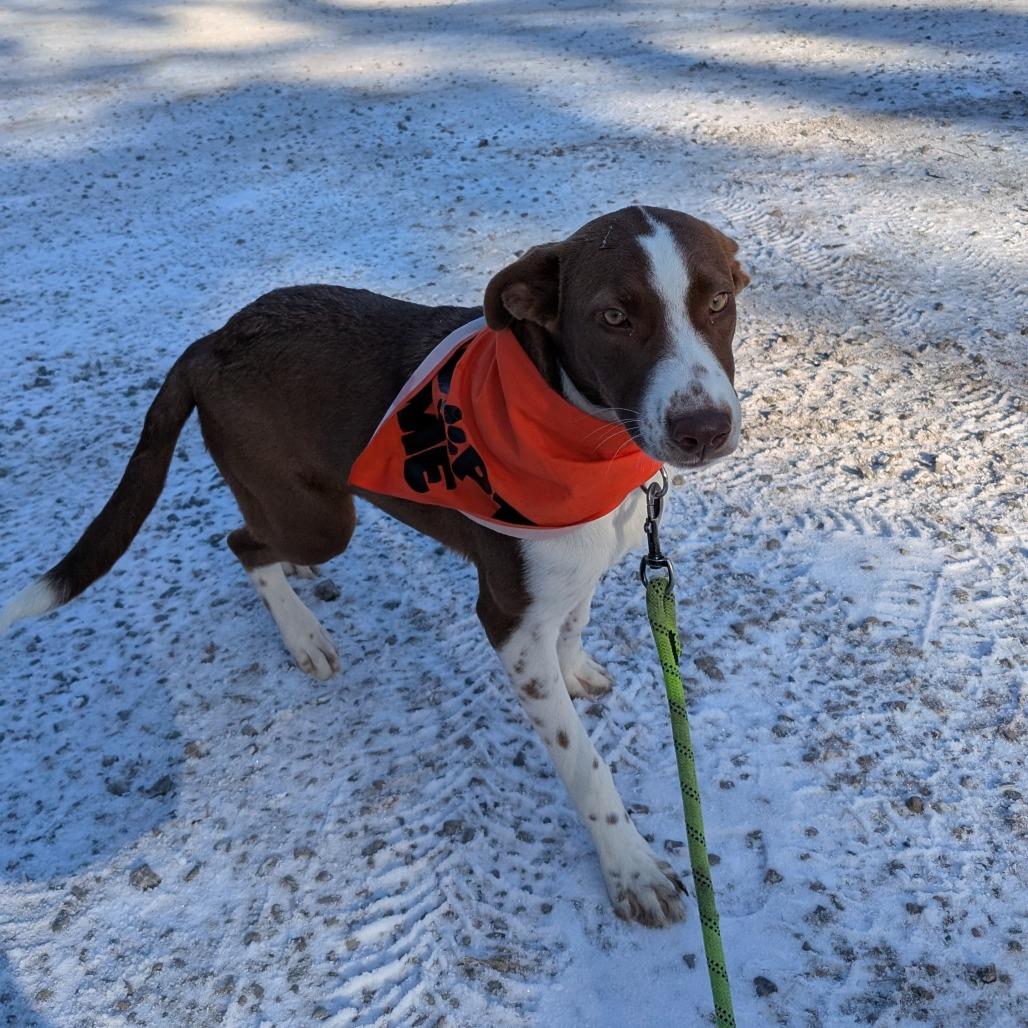 Dory, a Adoptable Mixed Breed in Bend, OR image 2/6