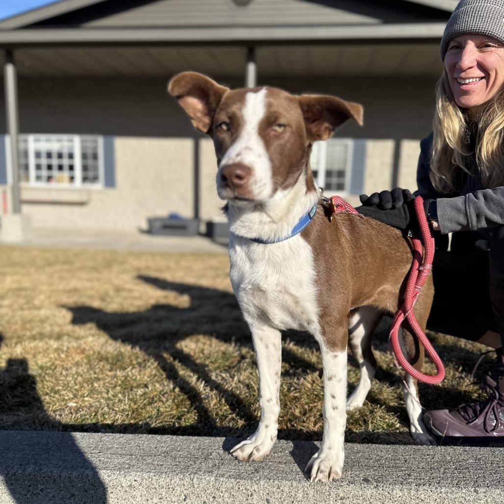 Dory, a Adoptable Mixed Breed in Bend, OR image 3/6