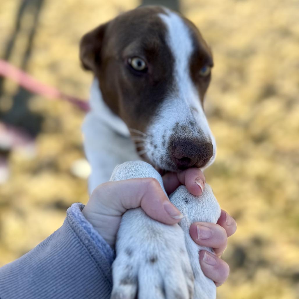 Dory, a Adoptable Mixed Breed in Bend, OR image 4/6