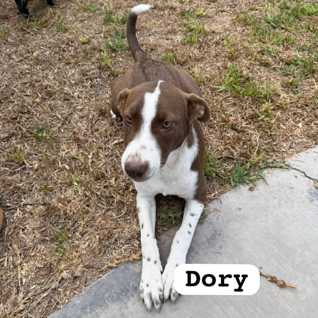 Dory, a Adoptable Mixed Breed in Bend, OR image 5/6