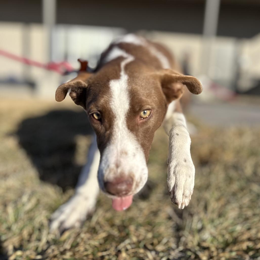 Dory, a Adoptable Mixed Breed in Bend, OR image 6/6