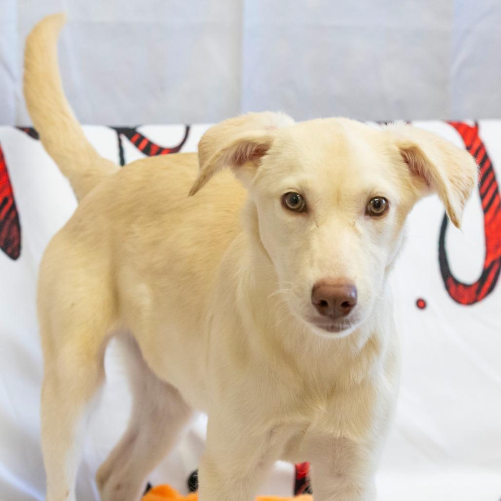 Hazel, a Adoptable Mixed Breed in Cartersville, GA image 1/4