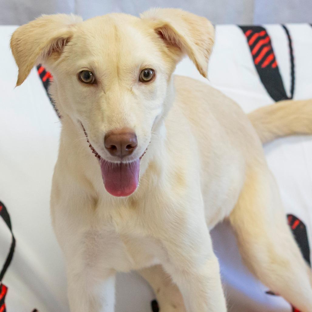 Hazel, a Adoptable Mixed Breed in Cartersville, GA image 2/4