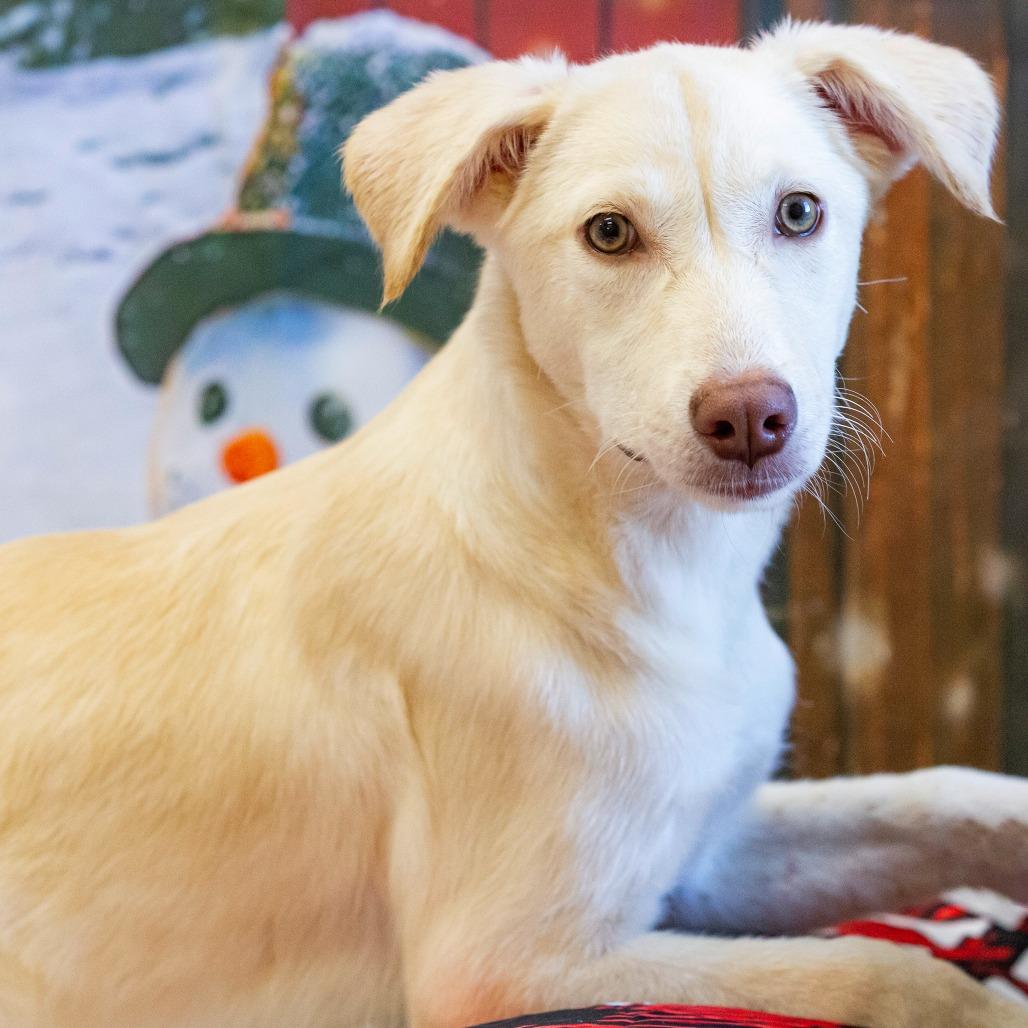 Hazel, a Adoptable Mixed Breed in Cartersville, GA image 3/4