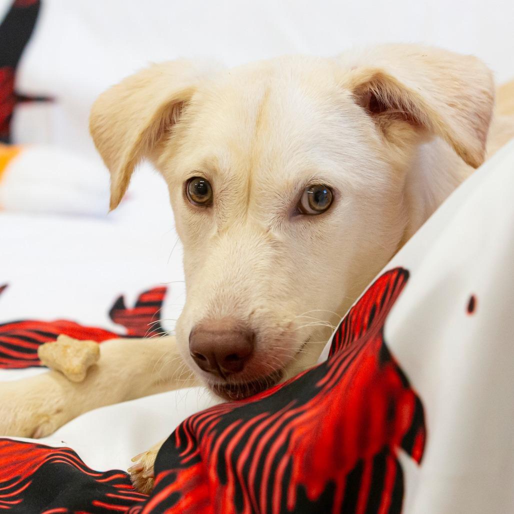 Hazel, a Adoptable Mixed Breed in Cartersville, GA image 4/4