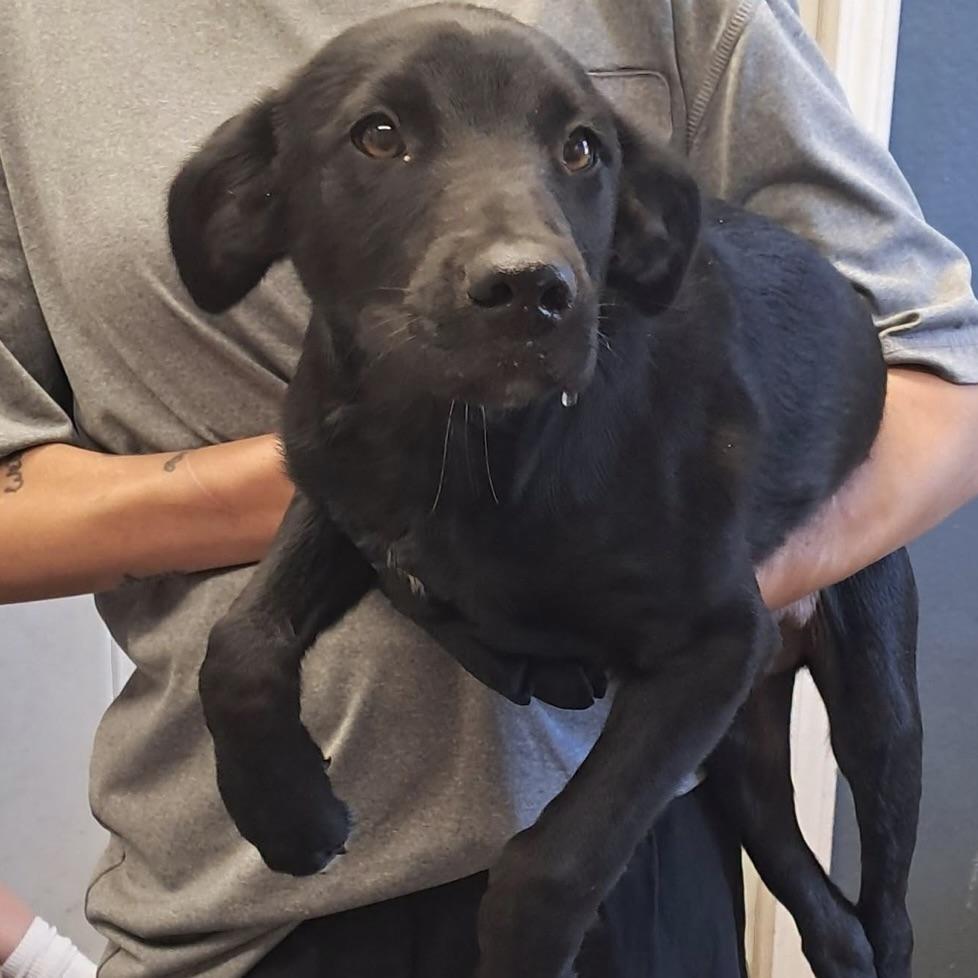 Ranger, Adopted, Puppy Male Black Labrador Retriever.