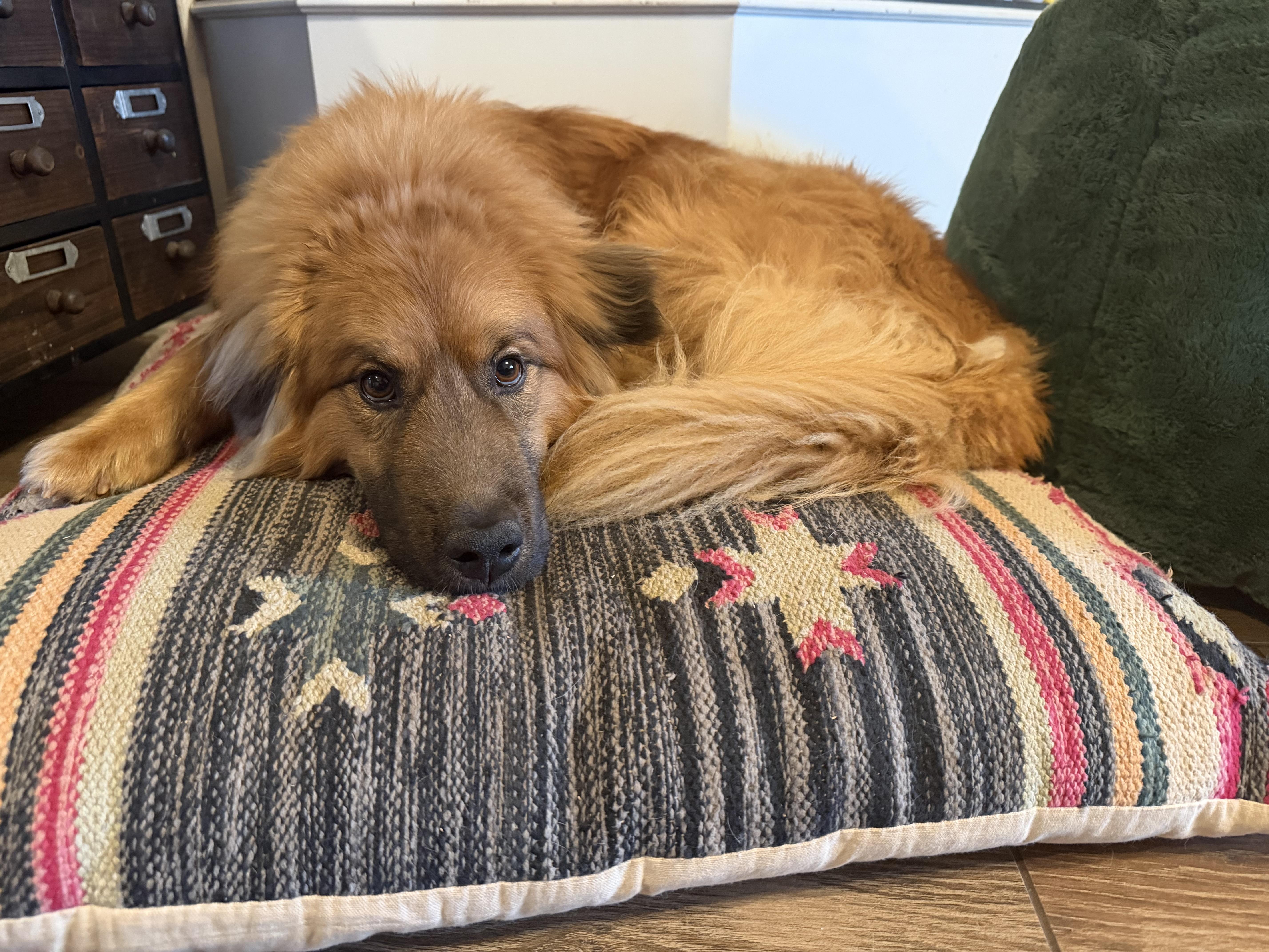 Enlarge Allie , an adopted mixed breed in Kiowa, OK image 6/6