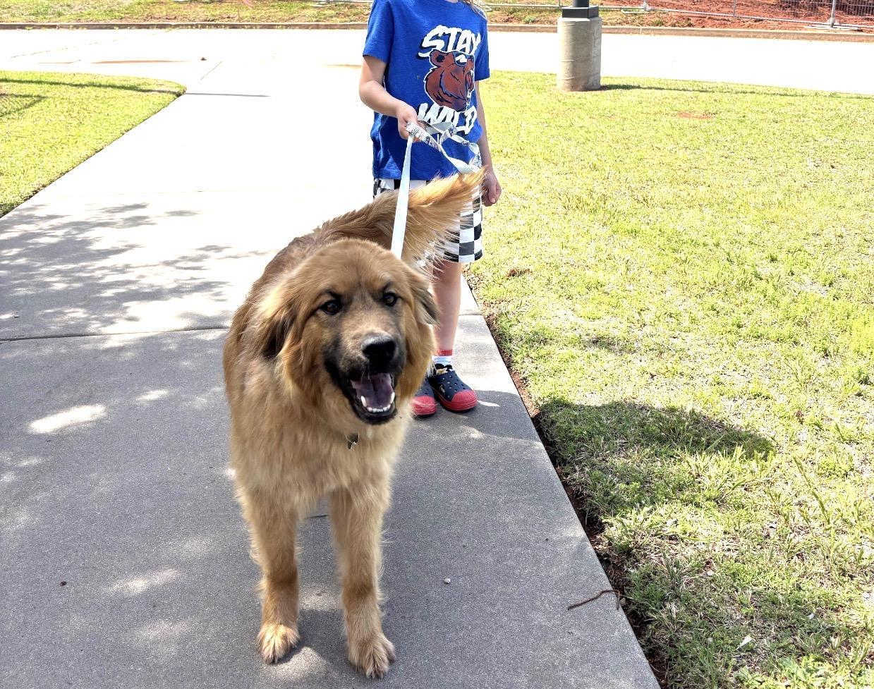 Enlarge Allie , an adopted mixed breed in Kiowa, OK image 4/6