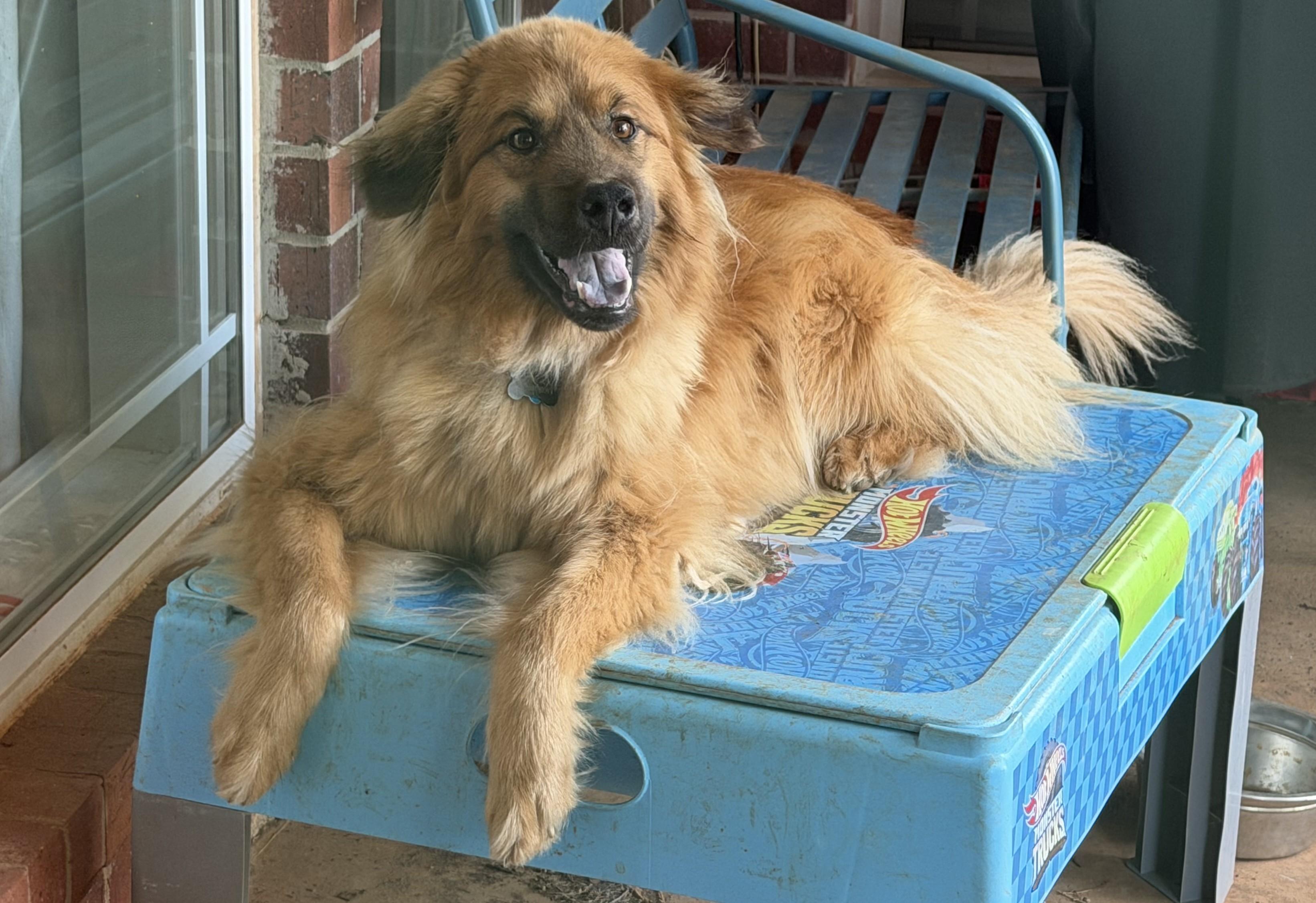 Enlarge Allie , an adopted mixed breed in Kiowa, OK image 3/6