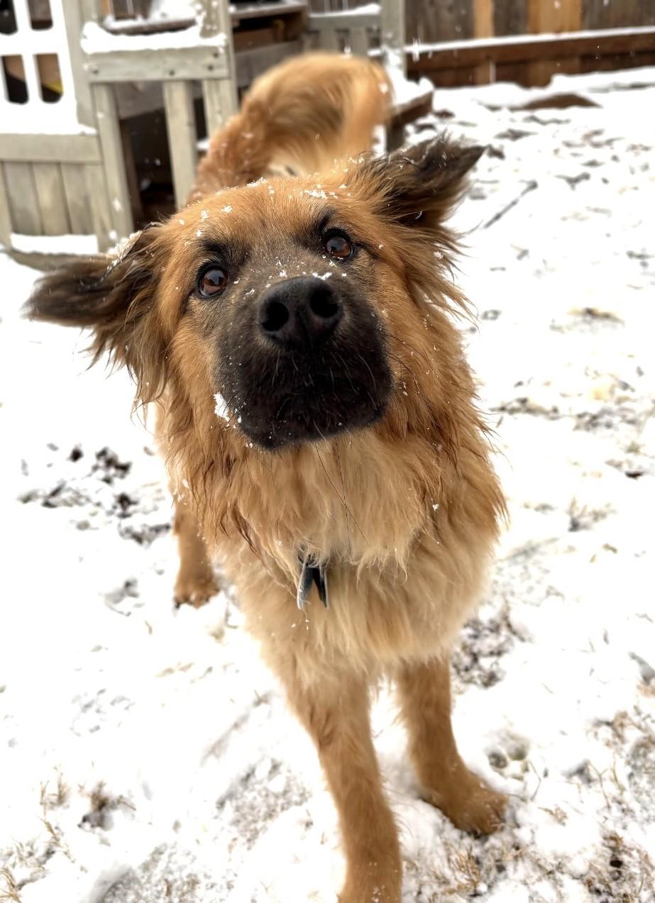 Enlarge Allie , an adopted mixed breed in Kiowa, OK image 5/6