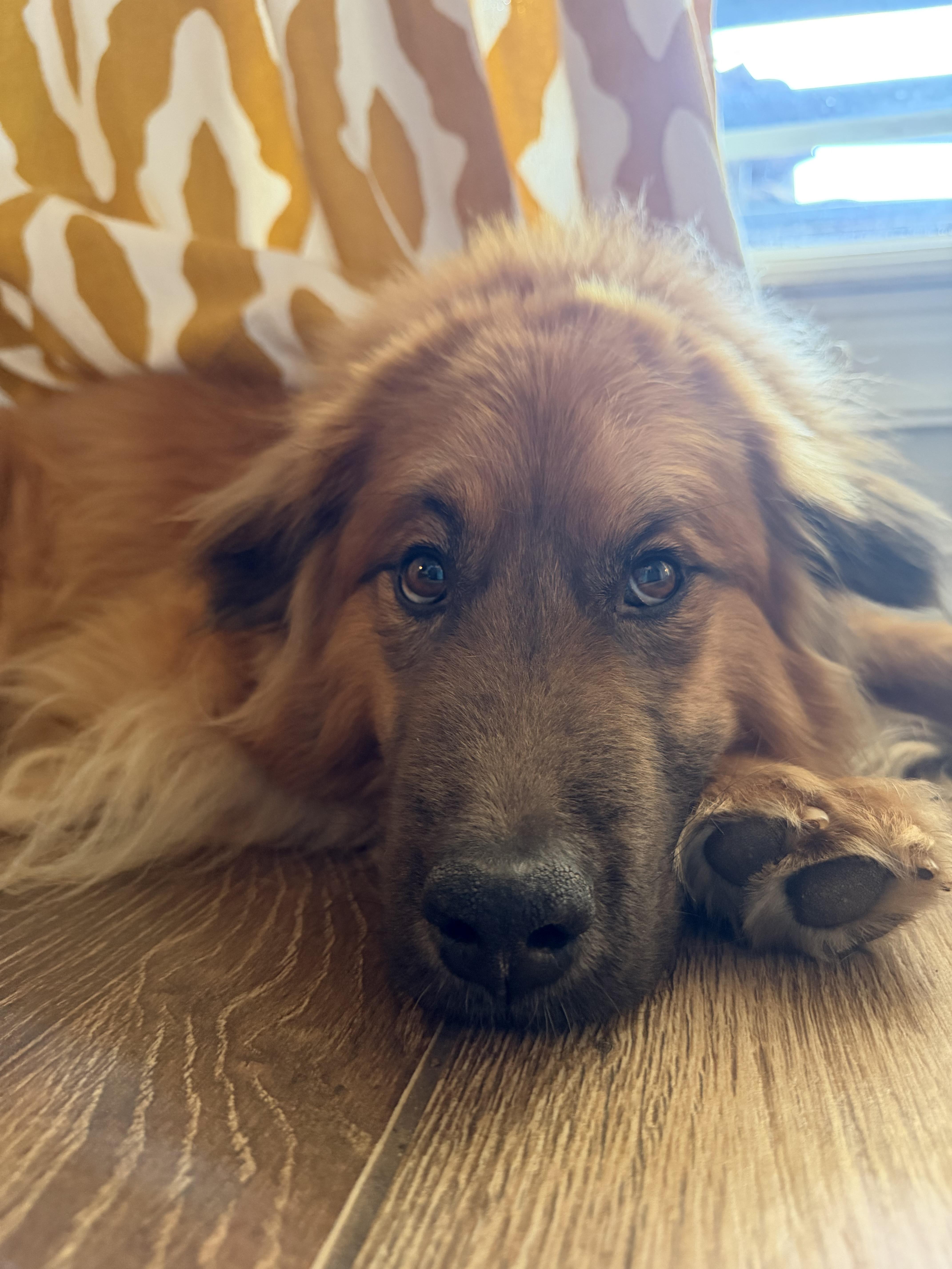 Enlarge Allie , an adopted mixed breed in Kiowa, OK image 2/6