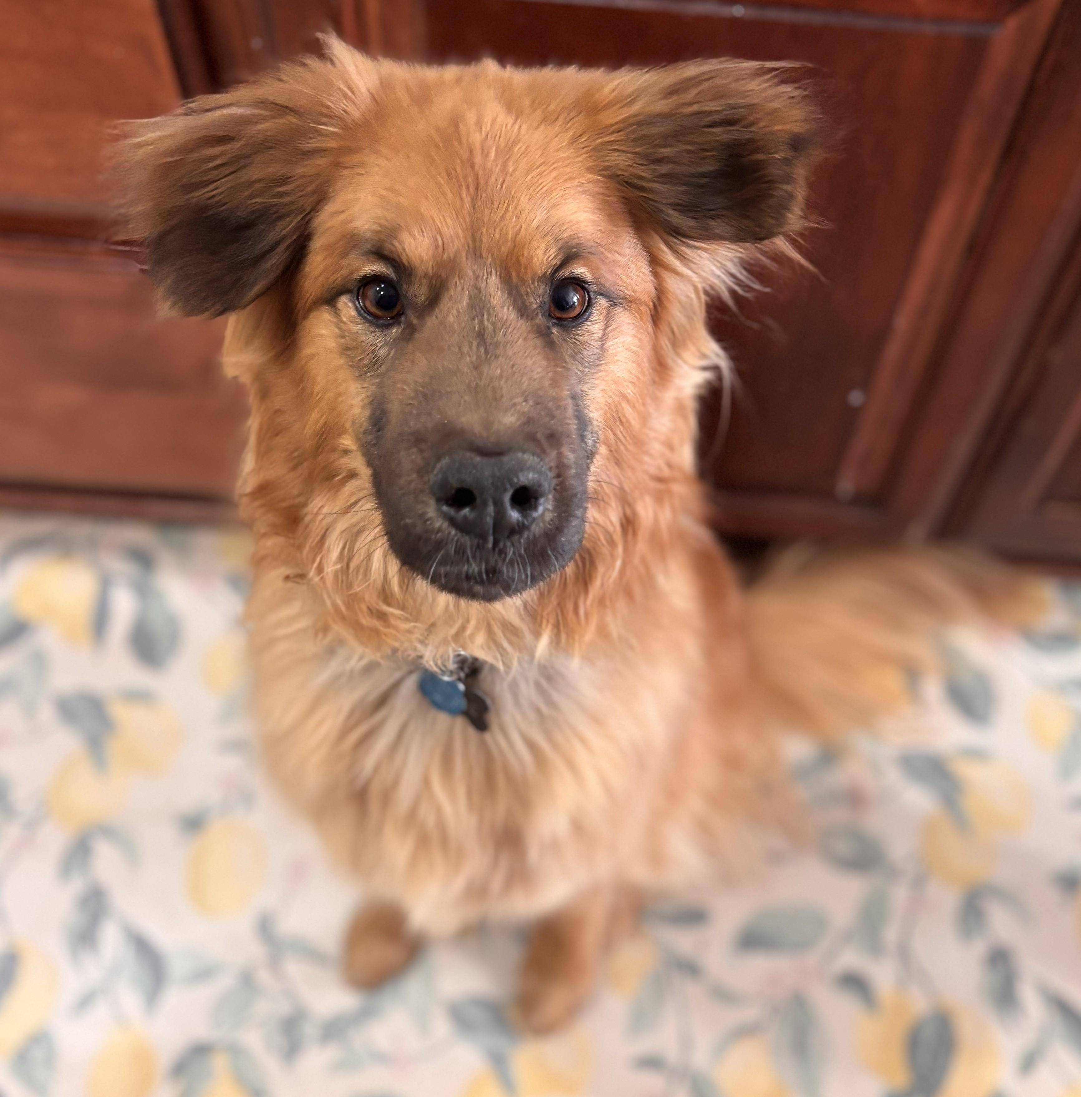 Enlarge Allie , an adopted mixed breed in Kiowa, OK image 1/6