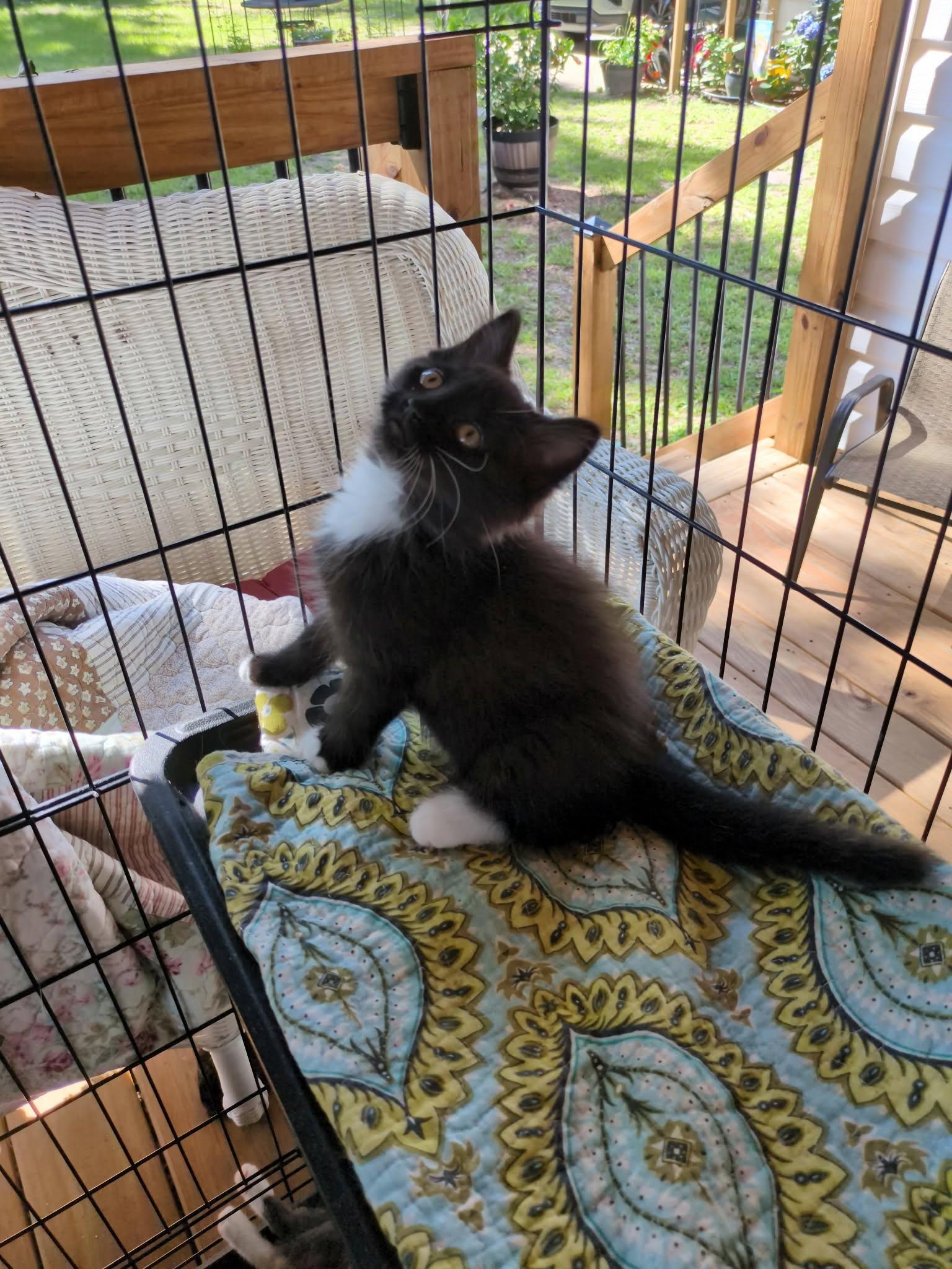 Enlarge Sparks, a Adoptable Domestic Short Hair in Mount Pleasant, SC image 1/1