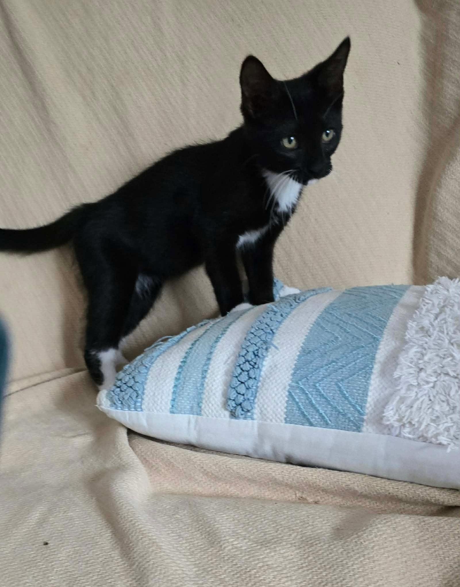 Sparks, Adoptable, Kitten Male Domestic Short Hair.