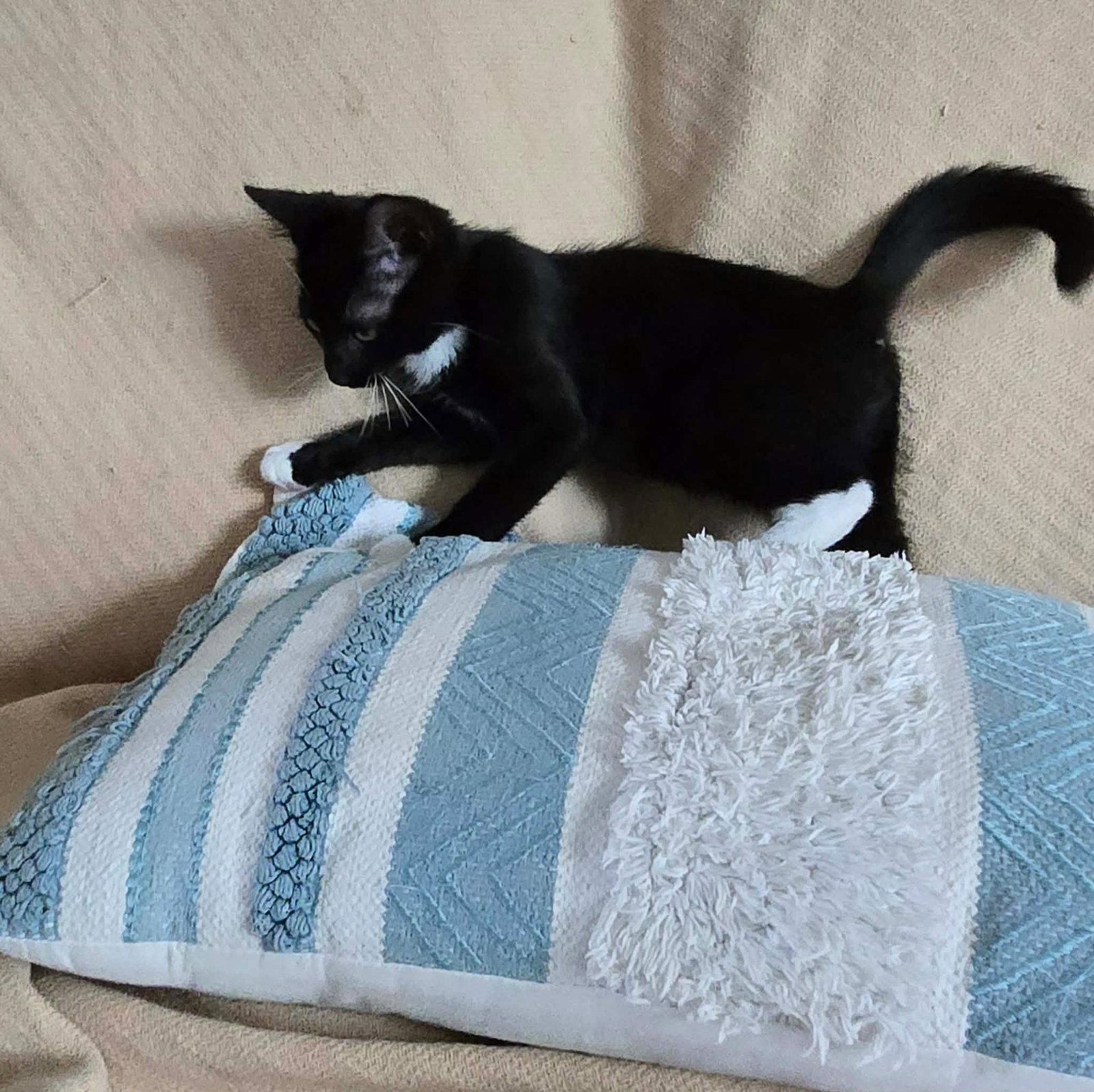 Sparks, a Adoptable Domestic Short Hair in Mount Pleasant, SC image 2/2