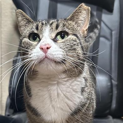 Luna, Adoptable, Adult Female Tabby & Domestic Short Hair.