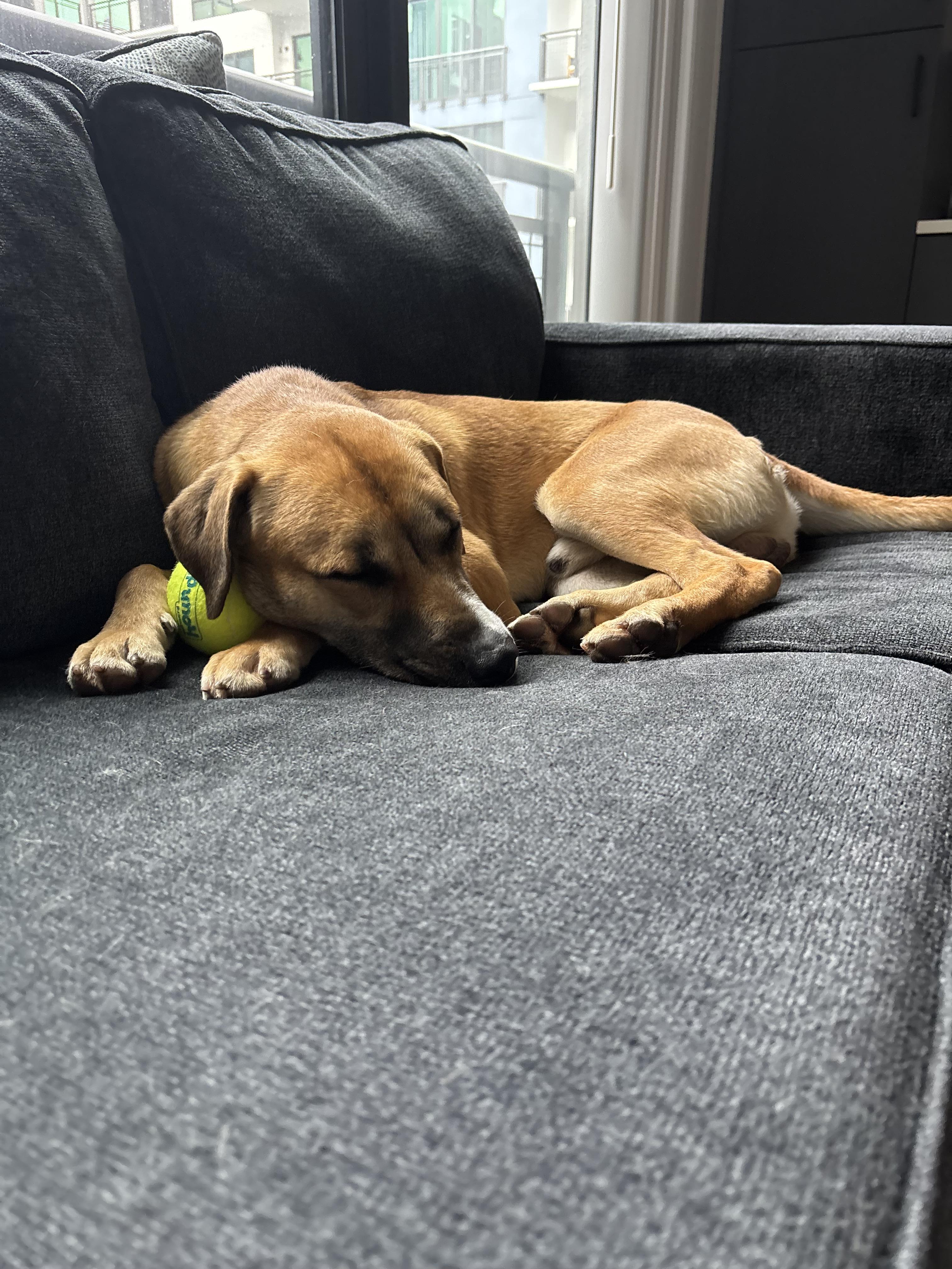 Archer, a Adoptable mixed breed in tampa, FL image 2/4