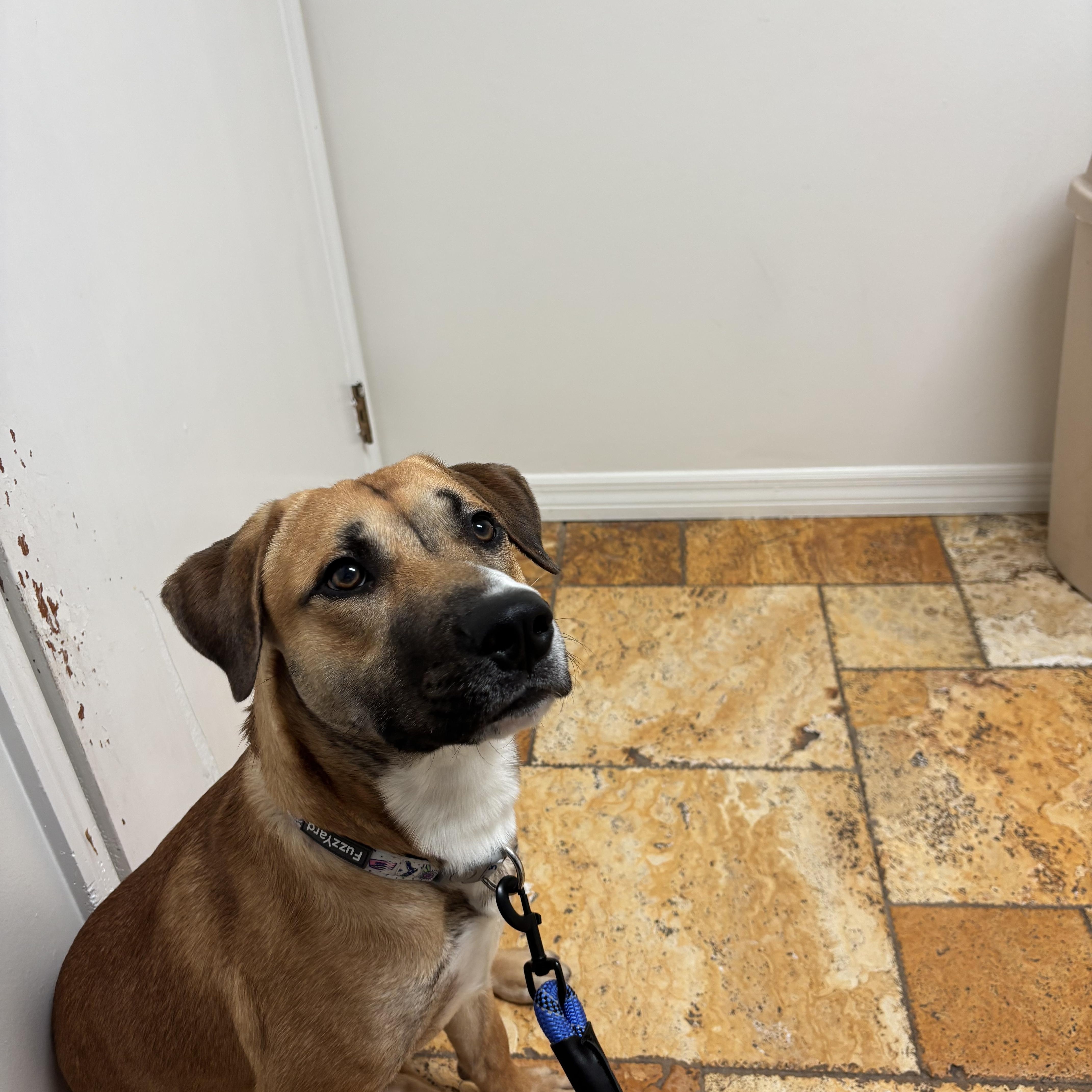 Archer, a Adoptable mixed breed in tampa, FL image 1/4