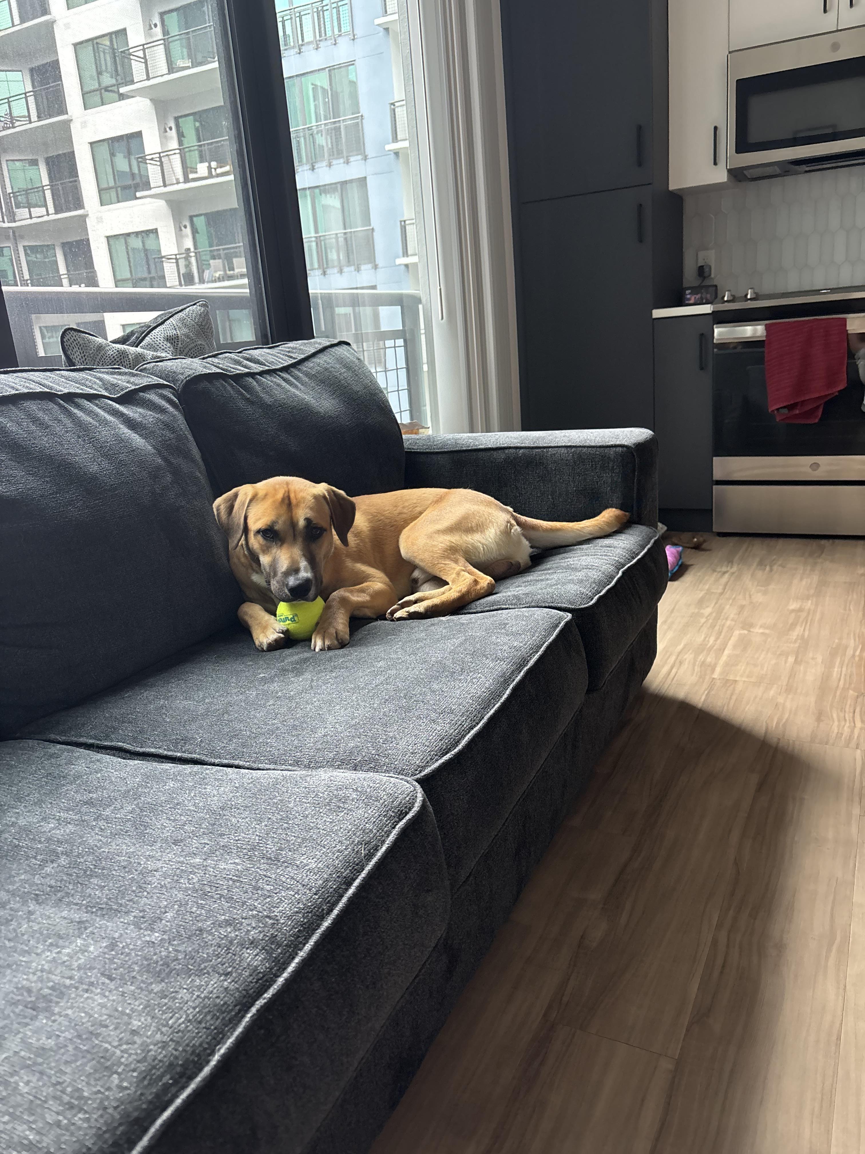 Archer, a Adoptable mixed breed in tampa, FL image 3/4