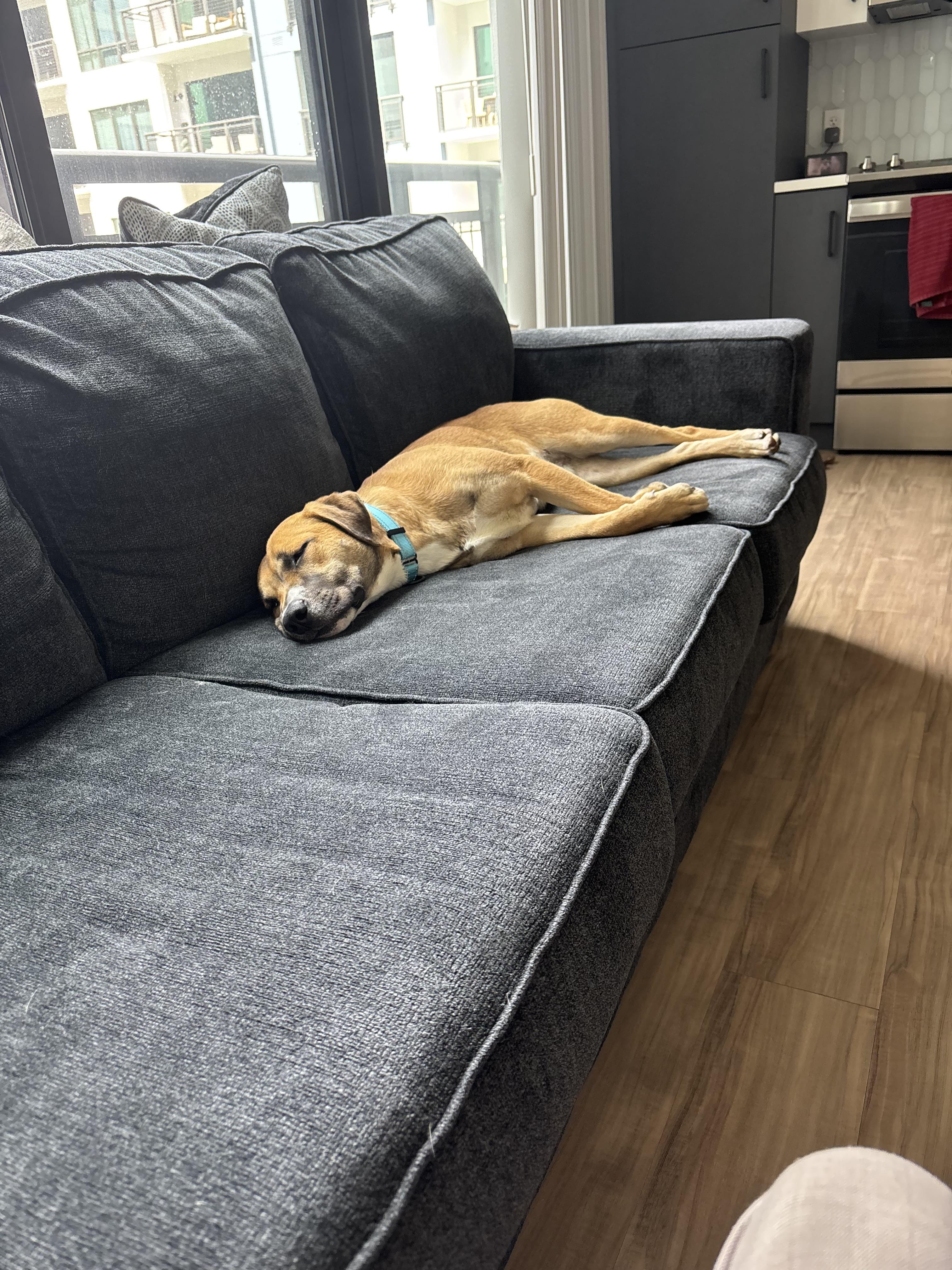 Archer, a Adoptable mixed breed in tampa, FL image 4/4