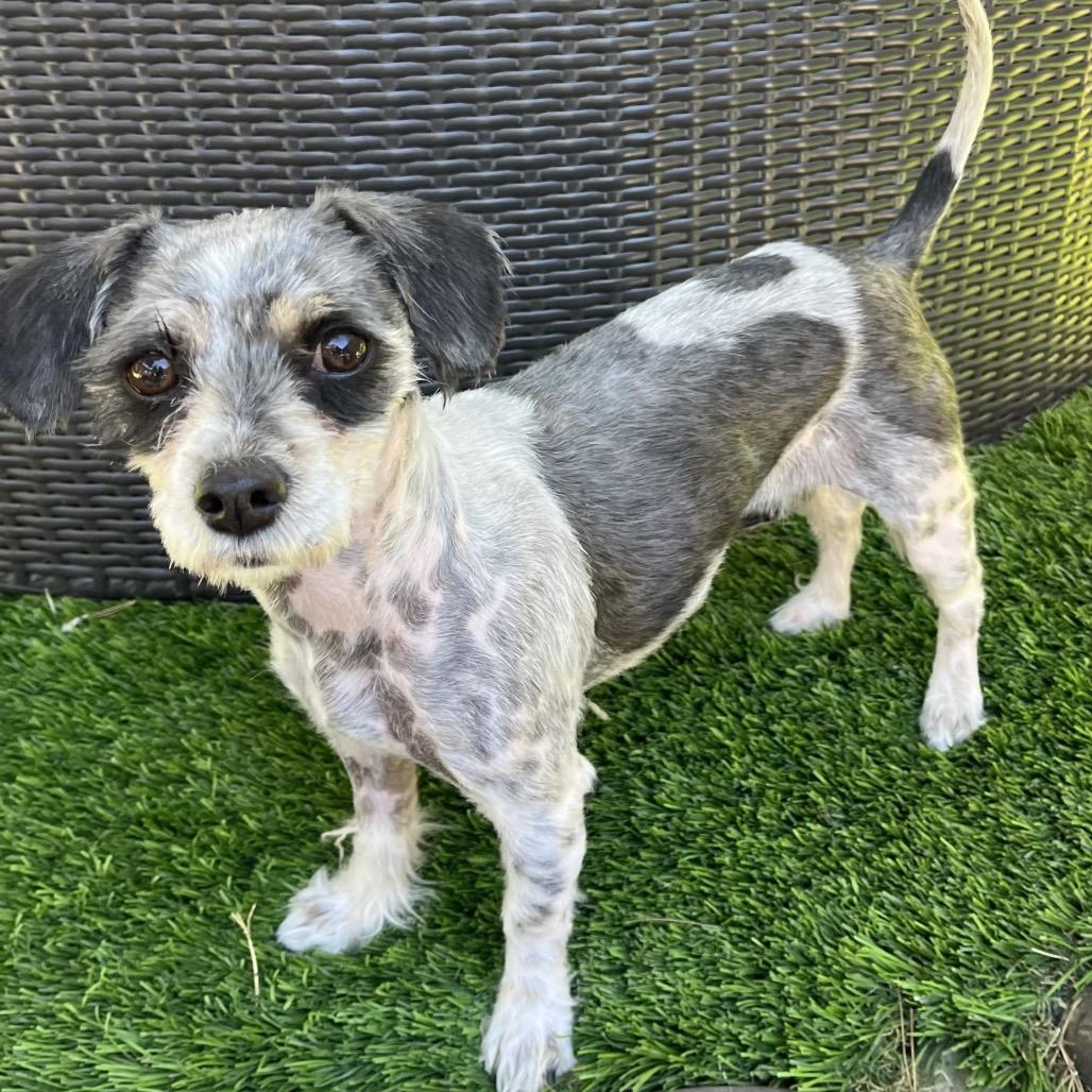 Wish, Adoptable, Adult Female Terrier.