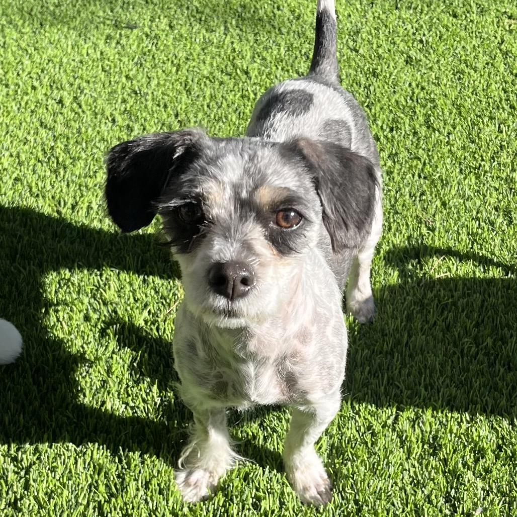 Enlarge Wish, a Adoptable mixed breed in Las Vegas, NV image 2/2