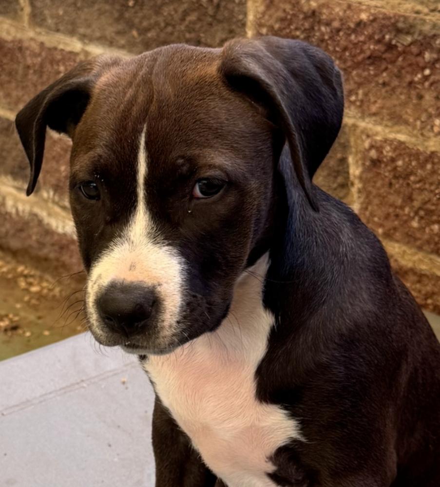 Enlarge Michelle, a Adoptable mixed breed in Boone, CO image 1/2
