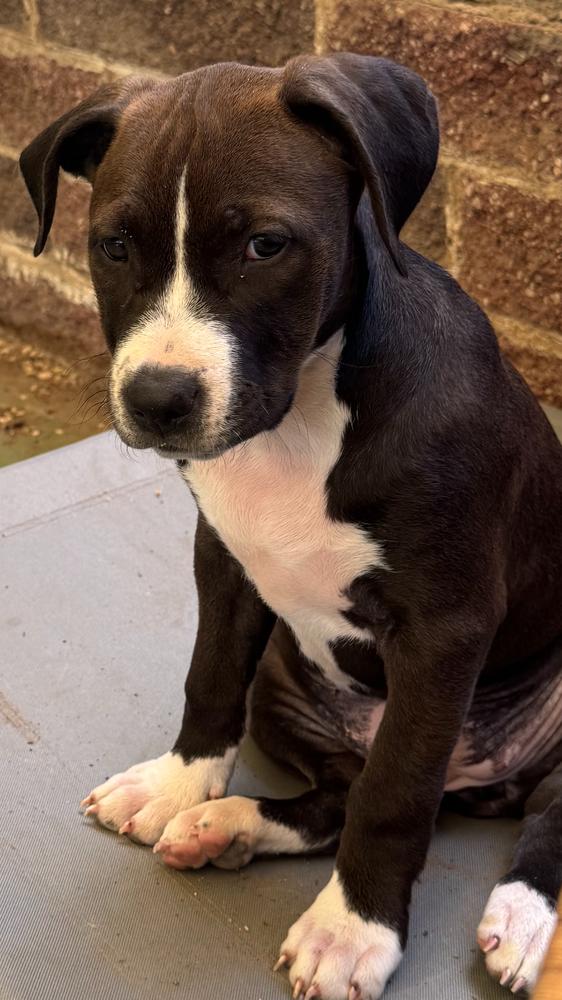 Enlarge Michelle, a Adoptable mixed breed in Boone, CO image 2/2