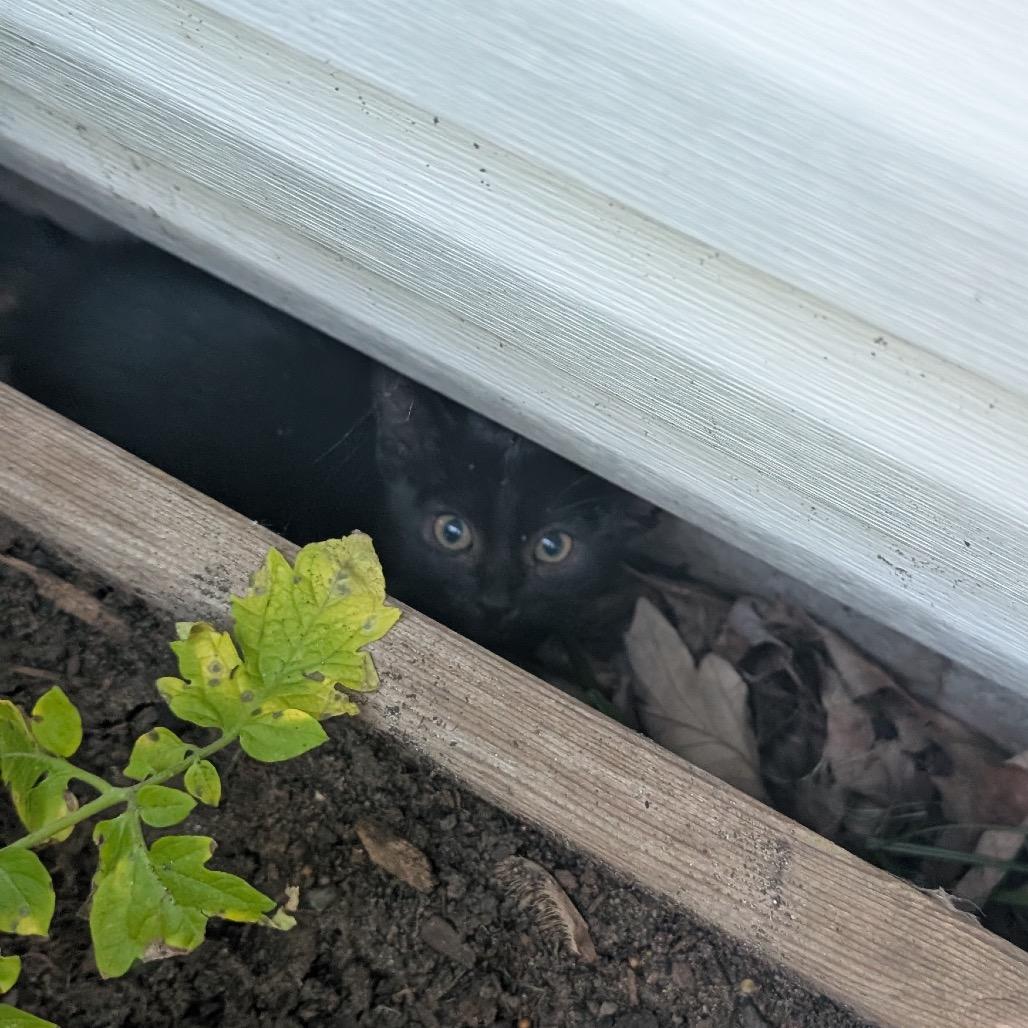 Paladin Danse, a Adoptable Domestic Short Hair in Rochester, MN image 1/6