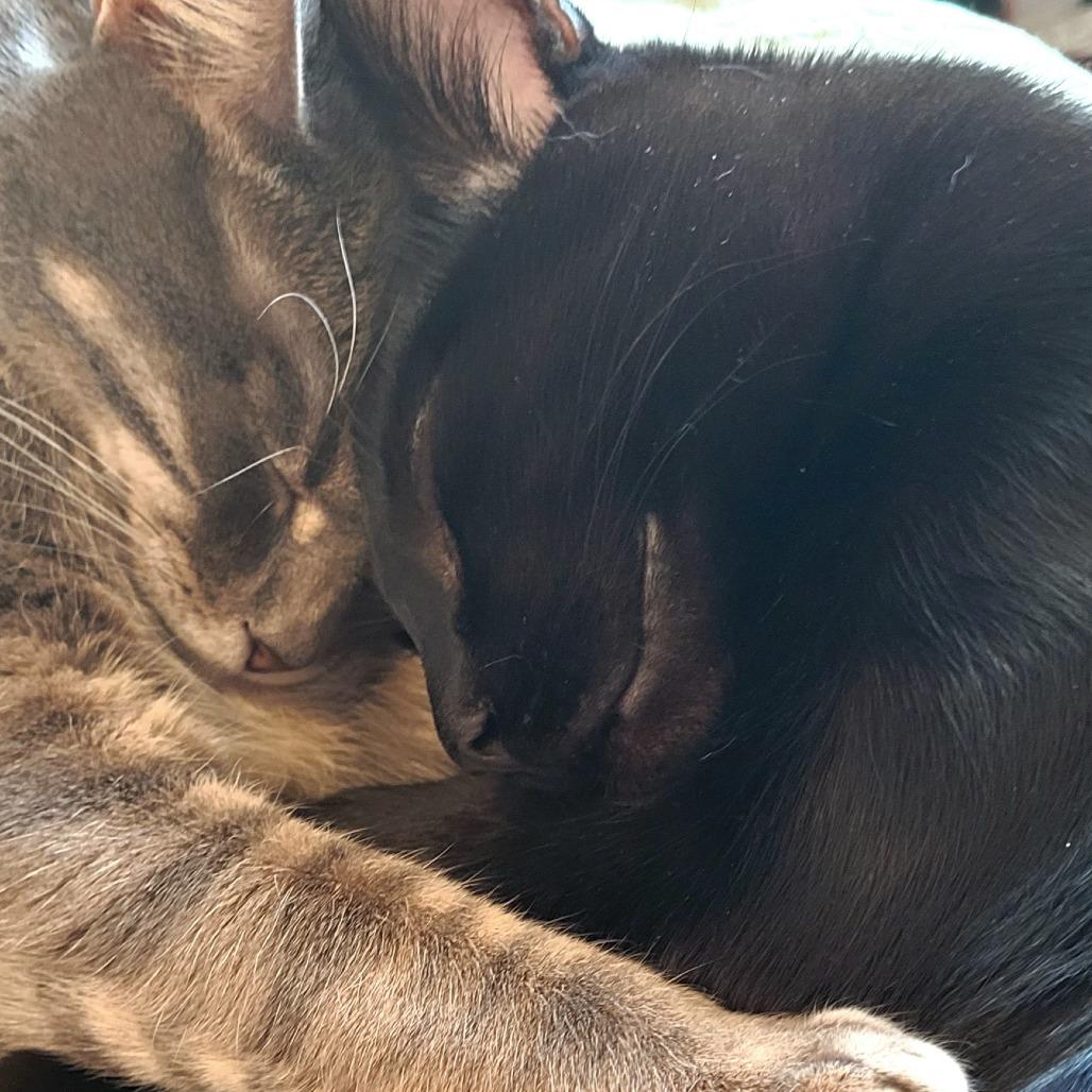 Paladin Danse — thumbnail 3