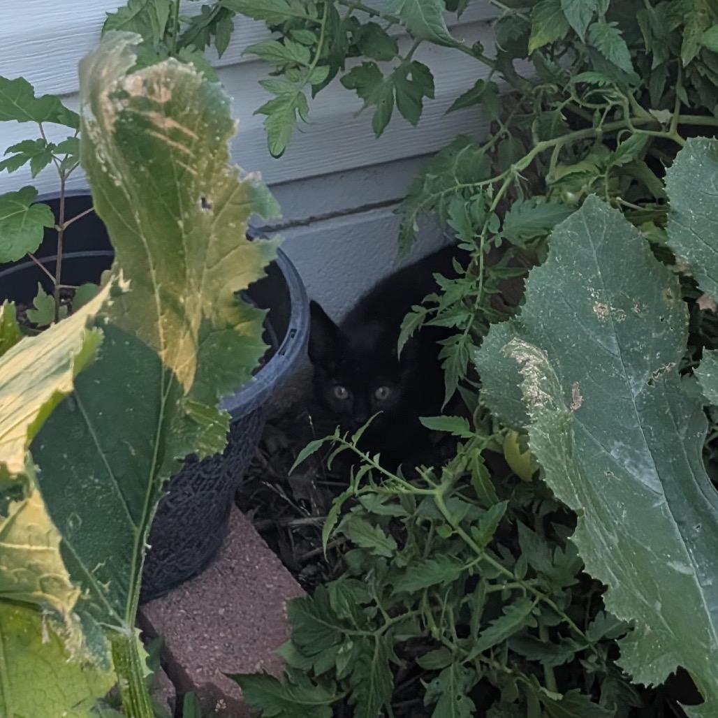 Paladin Danse, a Adoptable Domestic Short Hair in Rochester, MN image 4/6