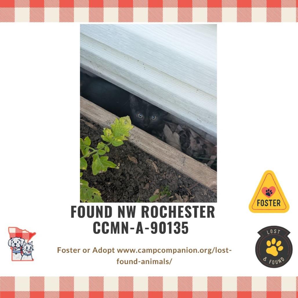 Paladin Danse, a Adoptable Domestic Short Hair in Rochester, MN image 6/6