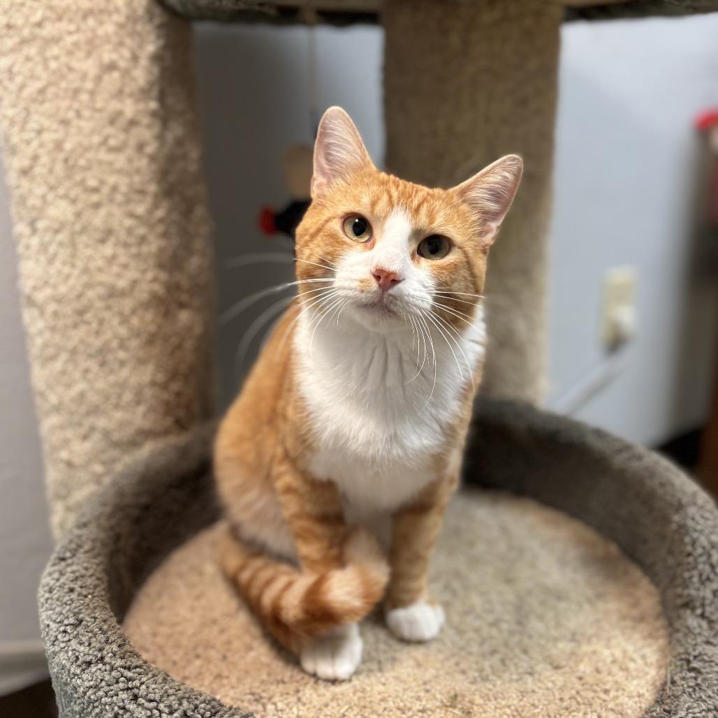 Tillman***ADOPTION PENDING***, Adoptable, Adult Male Domestic Short Hair.