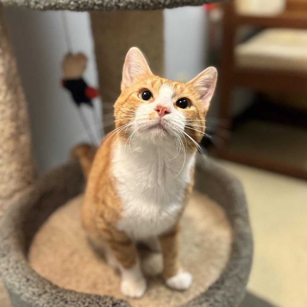 Enlarge Tillman***ADOPTION PENDING***, a Adoptable Domestic Short Hair in Fargo, ND image 2/2