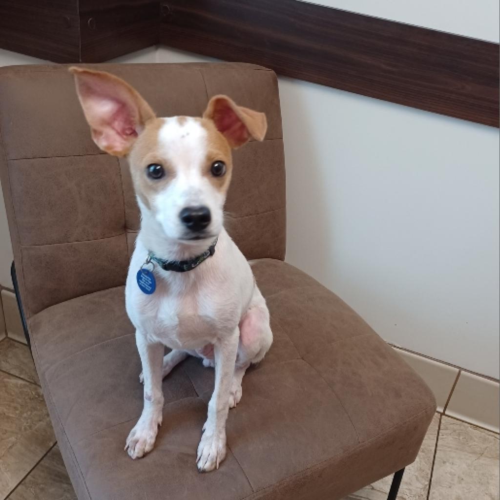 Enlarge Elvis Presley, a Adoptable mixed breed in Jersey City, NJ image 1/6