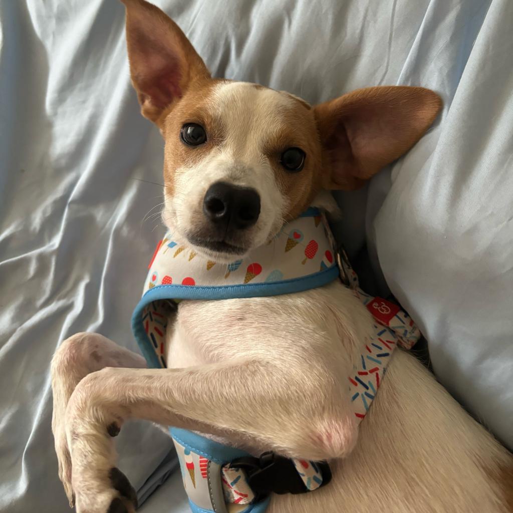Enlarge Elvis Presley, a Adoptable mixed breed in Jersey City, NJ image 3/6