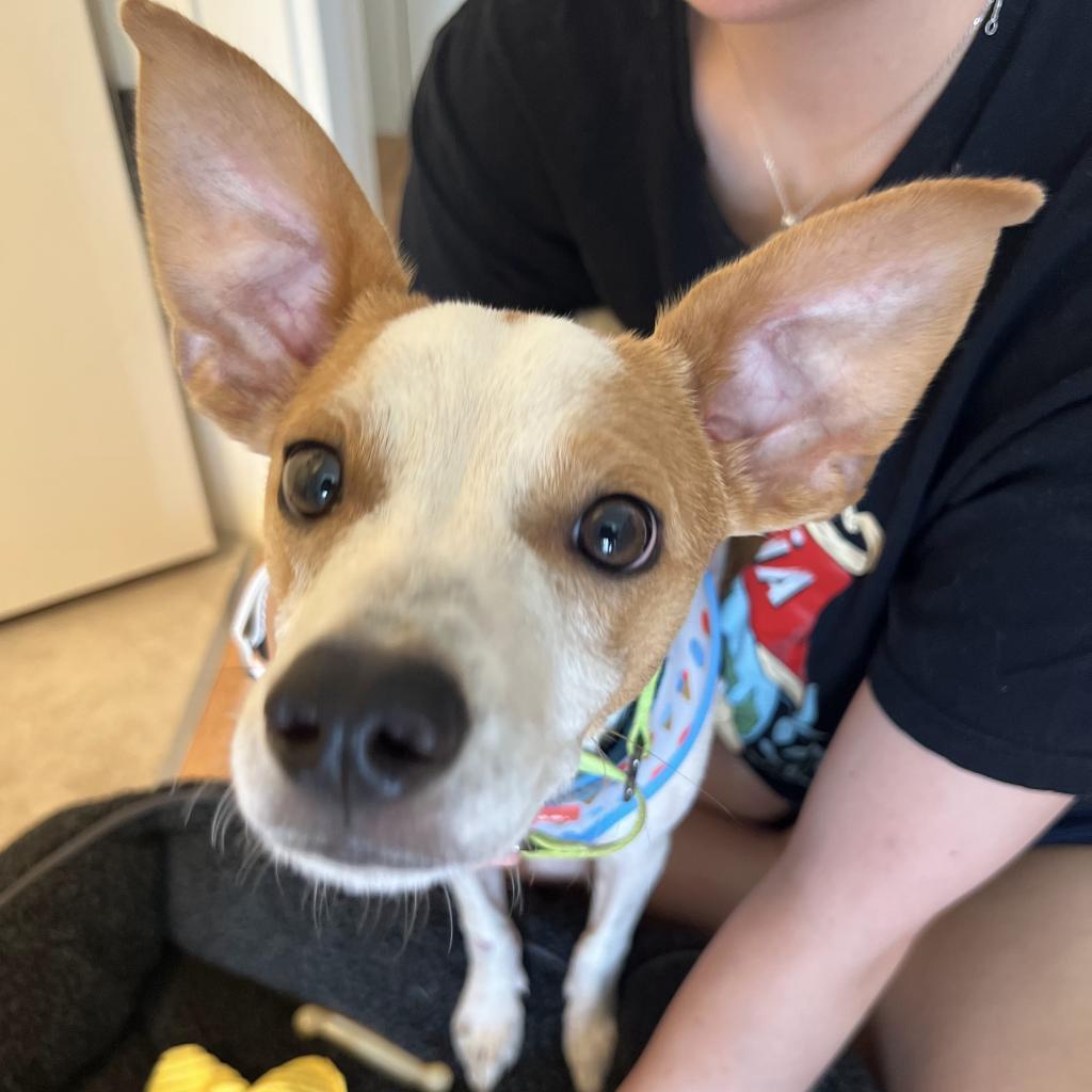Enlarge Elvis Presley, a Adoptable mixed breed in Jersey City, NJ image 4/6