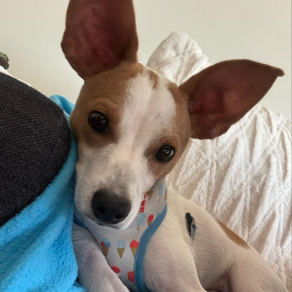 Enlarge Elvis Presley, a Adoptable mixed breed in Jersey City, NJ image 5/6