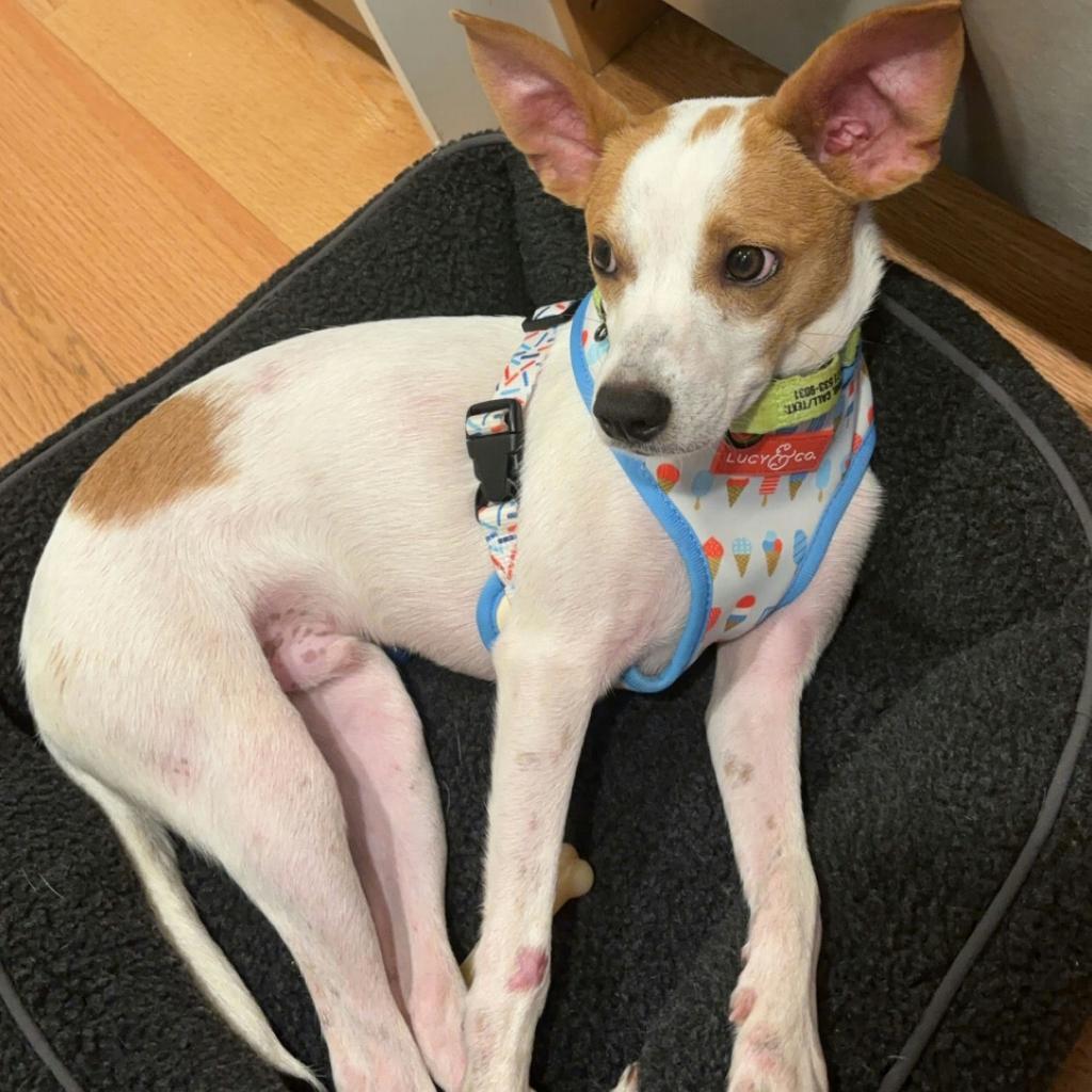 Enlarge Elvis Presley, a Adoptable mixed breed in Jersey City, NJ image 6/6