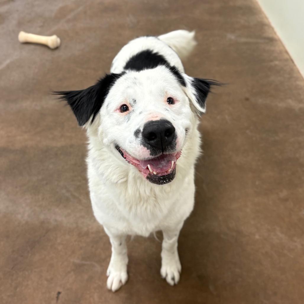 Enlarge Brandi, a Adoptable Mixed Breed in Spokane, WA image 1/6