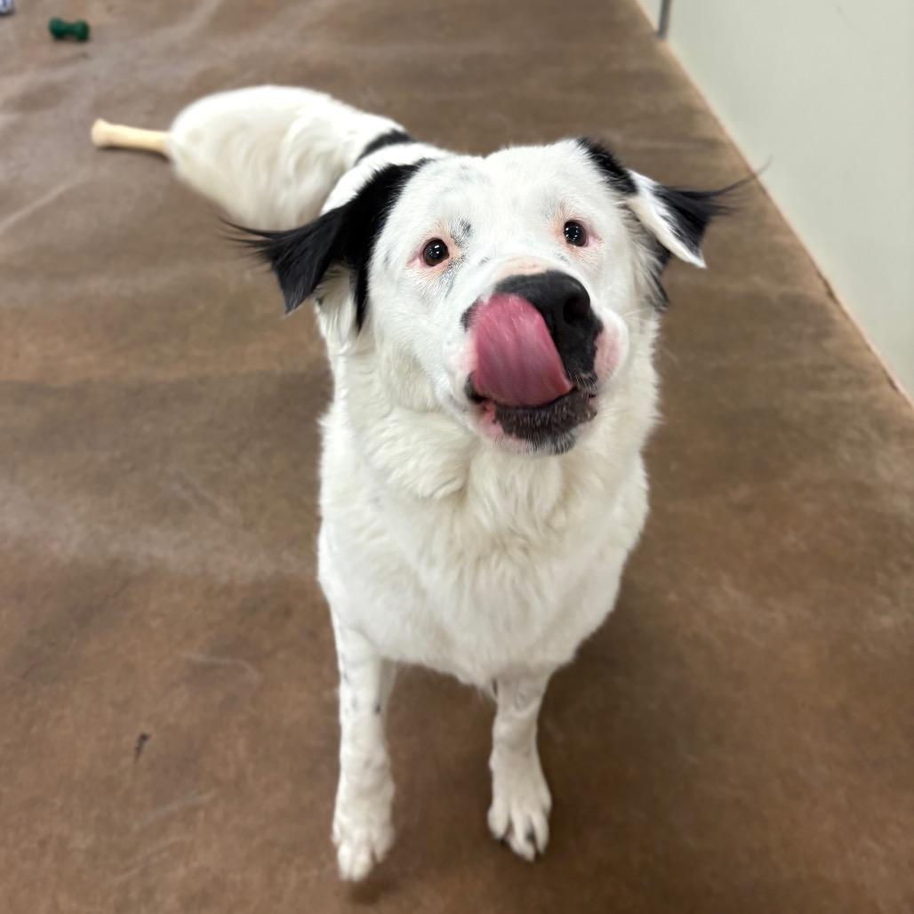 Enlarge Brandi, a Adoptable Mixed Breed in Spokane, WA image 2/6