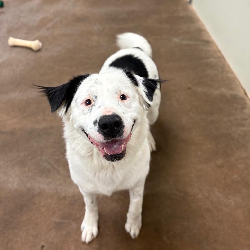 Enlarge Brandi, a Adoptable Mixed Breed in Spokane, WA image 3/6