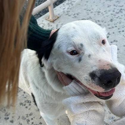 Enlarge Brandi, a Adoptable Mixed Breed in Spokane, WA image 4/6