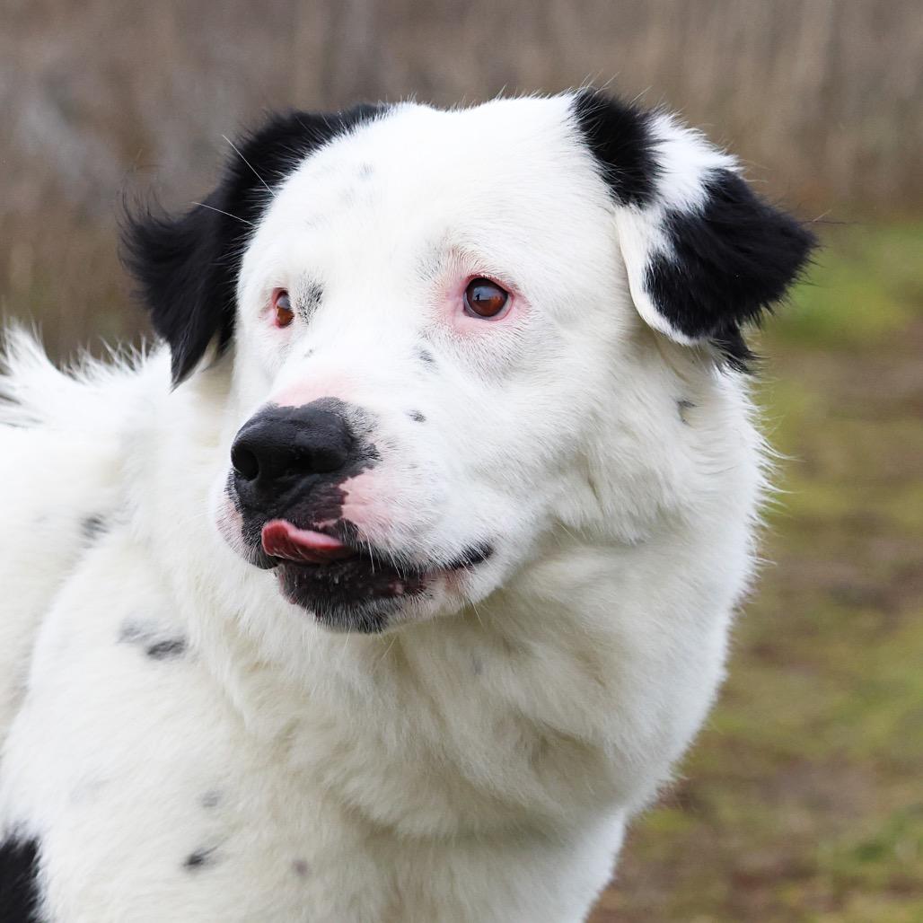 Enlarge Brandi, a Adoptable Mixed Breed in Spokane, WA image 6/6