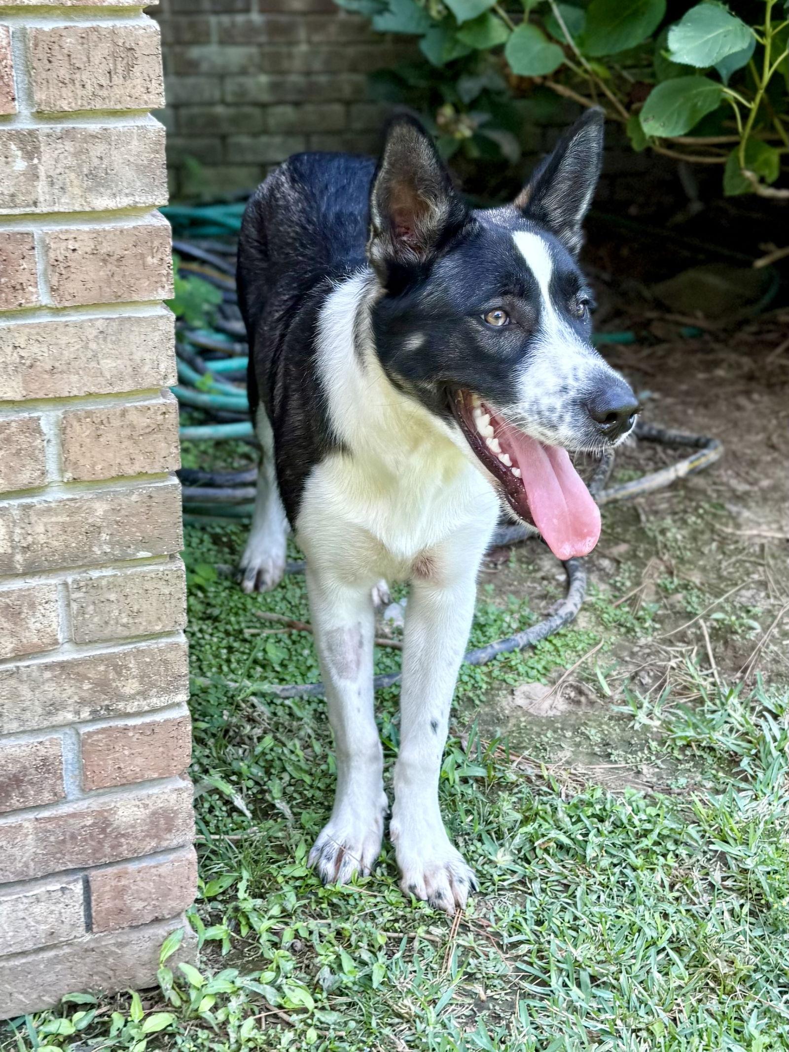 Delanie, Adoptable, Adult Female Border Collie & German Shepherd Dog.