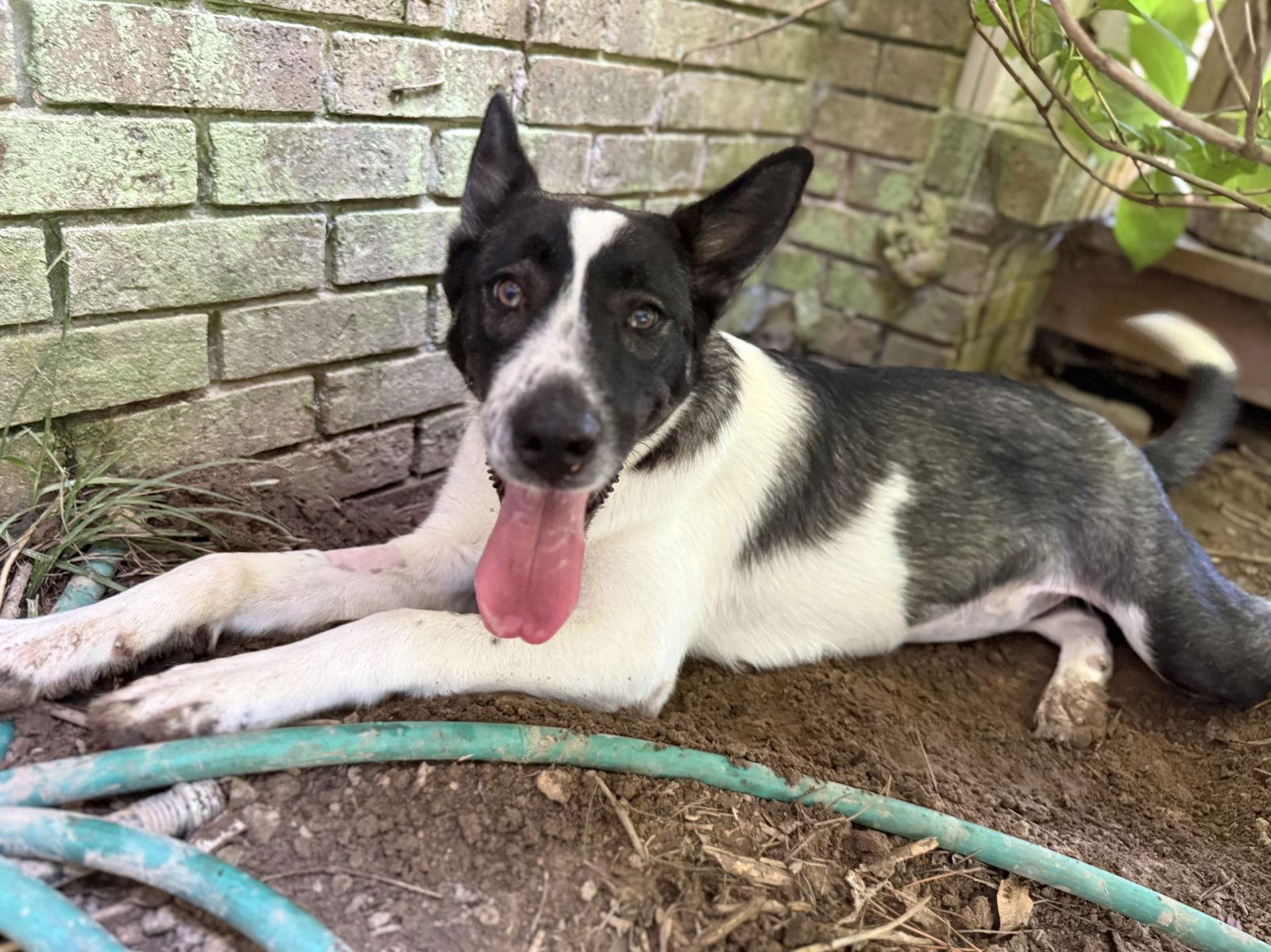 Enlarge Delanie, a Adoptable mixed breed in Texarkana, TX image 2/3