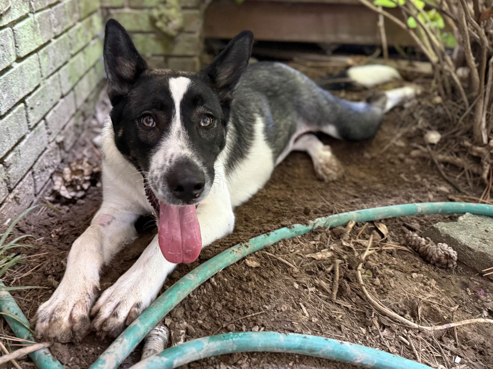 Enlarge Delanie, a Adoptable mixed breed in Texarkana, TX image 3/3